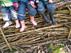 Enabling Environments: Forest Schools: Part 4 - Down to the woods Enabling Environments: Forest Schools: Part 4 - Down to the woods