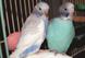 Learning & Development: Budgies - Feathered friends Learning & Development: Budgies - Feathered friends