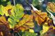 Enabling Environments: Let's explore ... Autumn leaves Enabling Environments: Let's explore ... Autumn leaves