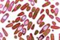 Fidaxomicin: new hope for C. difficile infection