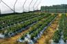 Strawberry crop trials at EMR. Image: HW