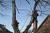 Arboriculturists have seen commercial work decline and expect public sector contracts to go the same way - image: HW