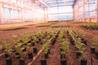 NIAB glasshouse: Credit HW