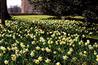 Brodie Castle - image: NTS