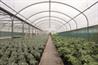 Polytunnels: a low-cost transportable field scale system, Image: BPI