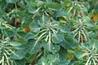 Field of brussel sprouts - photo: HW