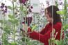 Sweet peas: Writtle has undertaken trials in partnership with Seedlynx. Image: Writtle College