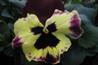 Pansy Dynamite SM5-255. Image: Andrew Eames