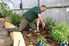Hever Castle Gardens head gardener Neil Miller at work - image: Hever Castle