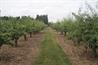 National Fruit Collection. Image: Sophie Barnett