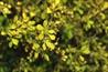 Berberis - photo: Adrian Thomas