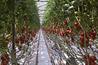 Rhymney Valley Nursery where supplier Stubbins grows tomatoes from two of its glasshouse sites - image: Stubbins