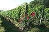 English wine on the vine - image: English Wine Producers