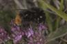 Vital pollinators: the collapse in bee populations has attracted a flurry of media coverage. Image: Jordans