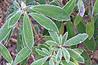 Frost: deciduous and woody perennials require winter frost to provide deep dormancy, which is being lost as the UK's average temperatures rise. Image: Geoff Dixon