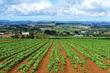 Crop protection chemicals - Update on EU pesticides directive implementation
