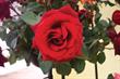 Ten ways to sell more ... roses
