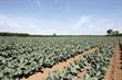 Grower profile - Lincolnshire Field Products commercial director Martin Tate