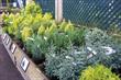 Ten ways to sell ... conifers and heathers