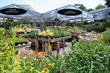 Ten ways to sell more ... perennials