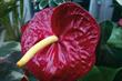 10 ways to sell more ... houseplants and orchids