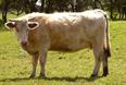 The charity researches infectious diseases in farm animals