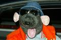 The history of advertising 27: Roland Rat