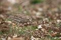 Quarry firms major on biodiversity
