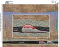 Bay test for coal gasification