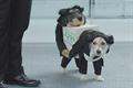 Gocompare.com 