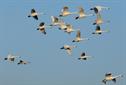 Bewick's swans: Wildfowl & Wetlands Trust icons