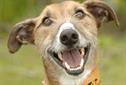 Dogs Trust TV campaign