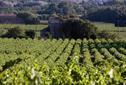 EDITOR'S BLOG: Wine wars - the French are revolting