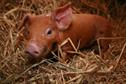 Chinese to guzzle British pork