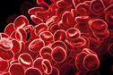Haematology - The porphyrias