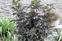 Sambucus nigra 'Black Tower Eiffel 1'