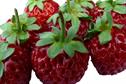 Fragaria 'Purple Fresh'