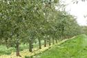 Cider production - An apple phenomenon