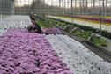How to buy - Pesticides for ornamentals