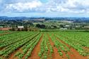 Crop protection chemicals - Update on EU pesticides directive implementation