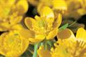Eranthis