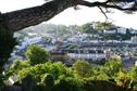 Torbay analysis sets out economic case for investing more in existing tree stock