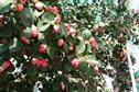 Camellias add to early display