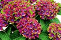 Hydrangea macrophylla 'Schloss Wackerbarth'