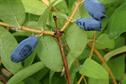Lonicera kamtschatika 'Balalaika'