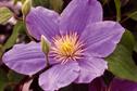 Clematis 'Zara'