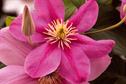 Clematis 'Alaina'