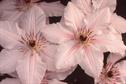 Clematis 'The Countess of Wessex'