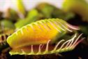 Plant Focus - Carnivorous plants