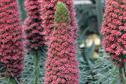 Echium